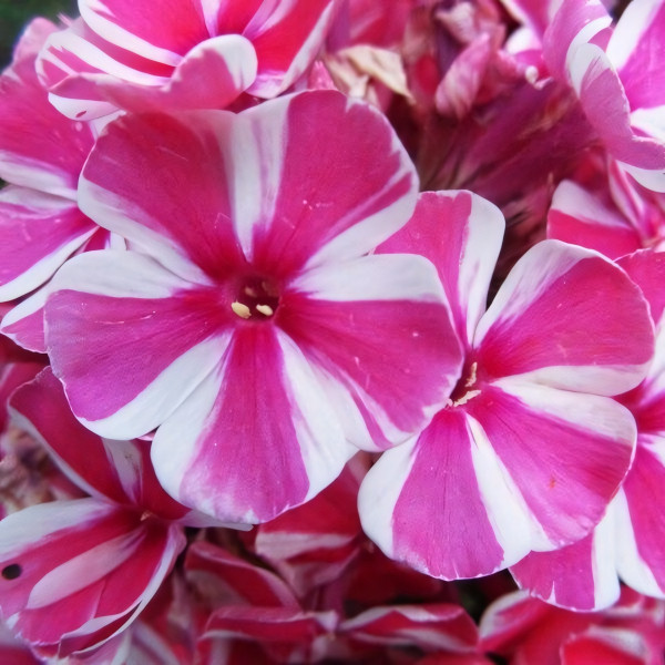 Саженцы Флокс Spinners (Спиннерз)