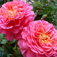 Саженцы Роза английская Кристофер Марлоу