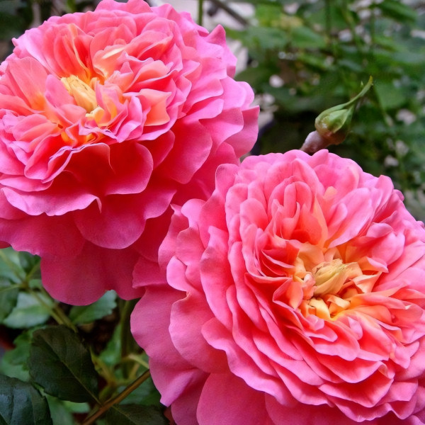 Саженцы Роза английская Кристофер Марлоу