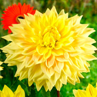 Саженцы Георгина Advance US