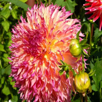 Саженцы Георгина бахромчатая Myrtle's Folly (Миртл Фолли)