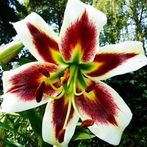  Лилия ОТ гибрид Beverly Dream (Беверли Дрим)