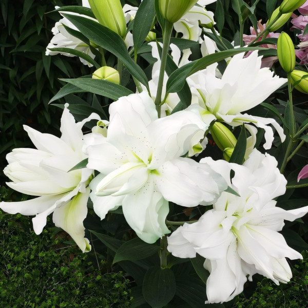 Луковицы  Лилия восточная Lotus Beauty (Лотос Бьюти) (3шт.)