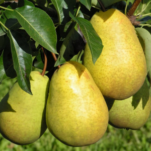 Саженцы Груша Чижовская