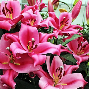  Лилия ОТ гибрид Maldano (Мальдано)