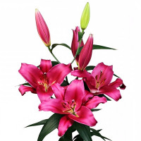 Луковицы Саженцы Лилия ОТ гибрид Morosini (Морозини) (3шт.)