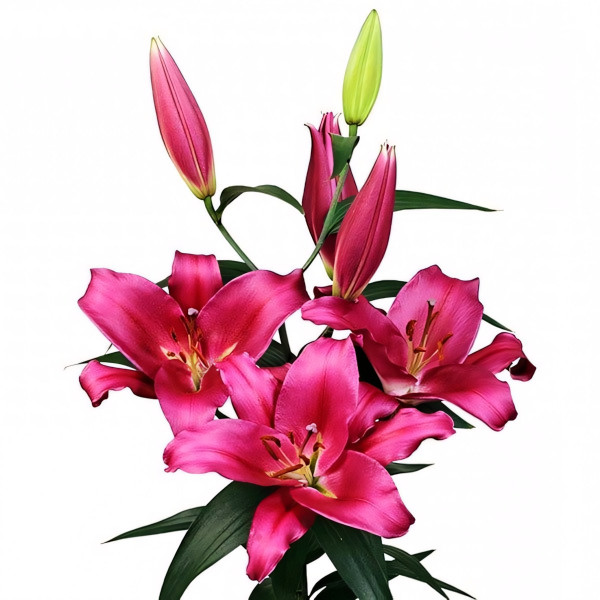 Луковицы Саженцы Лилия ОТ гибрид Morosini (Морозини) (3шт.)