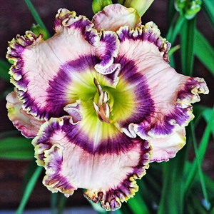 Саженцы Лилейник Greay Blue Heron (Грэй Блю Херон)