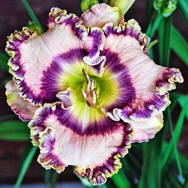 Саженцы Лилейник Greay Blue Heron (Грэй Блю Херон)