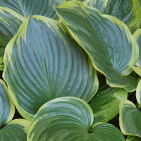 Саженцы Хоста Tropicana (Тропикана) М
