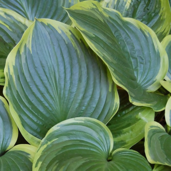 Саженцы Хоста Tropicana (Тропикана) М