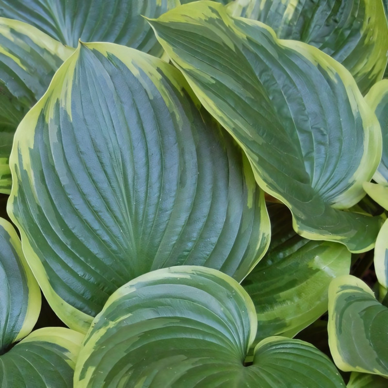 Саженцы Хоста Tropicana (Тропикана) М