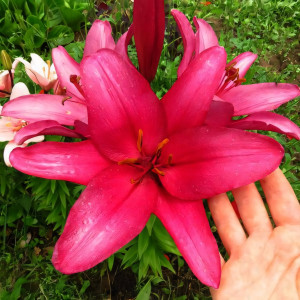  Лилия Purple Diamond (Пурпл Диамонд)