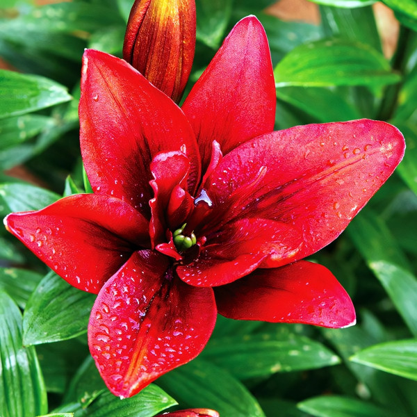 Луковицы  Лилия азиатская Canary Wharf (Канари Варф) (3шт.)