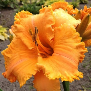 Саженцы Лилейник Colonel Mustard (Колонэл Мастед)