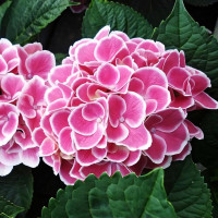 Саженец Гортензия крупнолистная Tivoli (Тиволи)