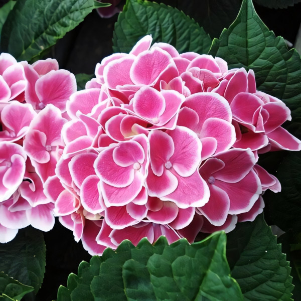 Саженец Гортензия крупнолистная Tivoli (Тиволи)