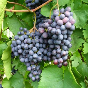 Саженцы Виноград Аметистовый