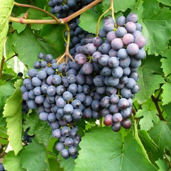 Саженцы Виноград Аметистовый