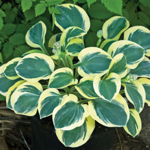 Саженцы Хоста Mighty Mouse (Майти Маус) S