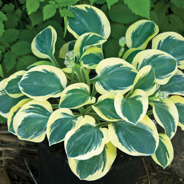 Саженцы Хоста Mighty Mouse (Майти Маус) S