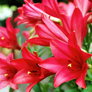  Лилия длинноцветковая Divine (Дивайн)