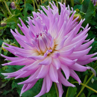 Саженцы Георгина кактусовая Mingus Gregory (Мингус Грегори)