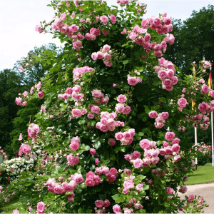 Саженцы Роза плетистая Жасмина