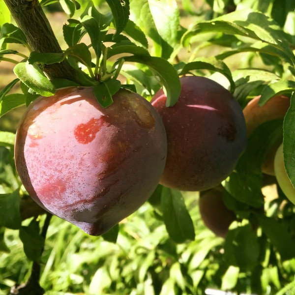 Саженцы Слива Блэк Амбер