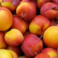 Саженцы Слива Персиковая