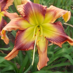 Саженцы Лилейник Storm Damage (Сторм Дэмидж)