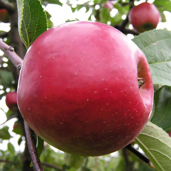 Саженцы Яблоня Анис Алый