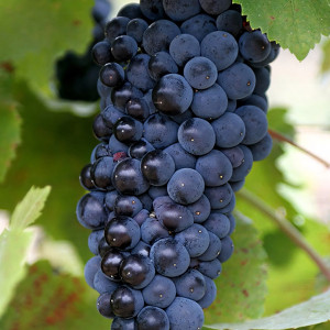 Саженцы Виноград Пино Нуар