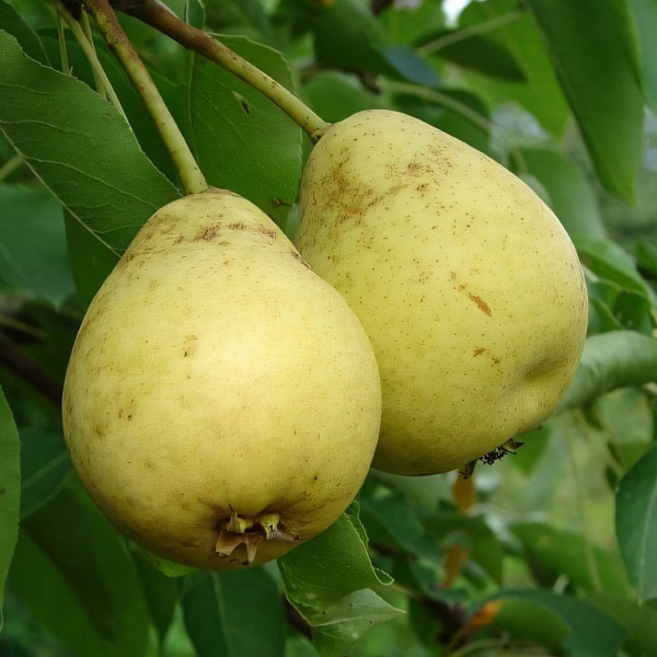 Саженцы Груша Скороспелка