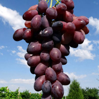 Саженцы Виноград Ася