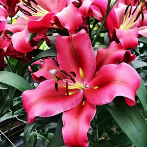  Лилия ОТ гибрид Carbonero (Карбонеро)