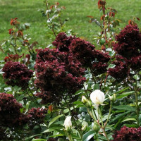 Саженцы Флокс Midnight Feelings (Миднайт Филингс)