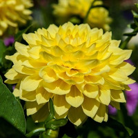 Саженцы Георгина гэллери Gallery Pinto (Гэллери Пинто)