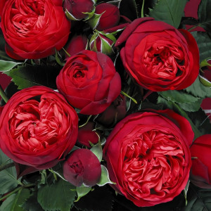 Саженцы Роза чайно-гибридная Пиано