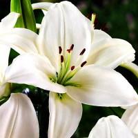 Луковицы  Лилия азиатская Yeti (Йети) (3шт.)