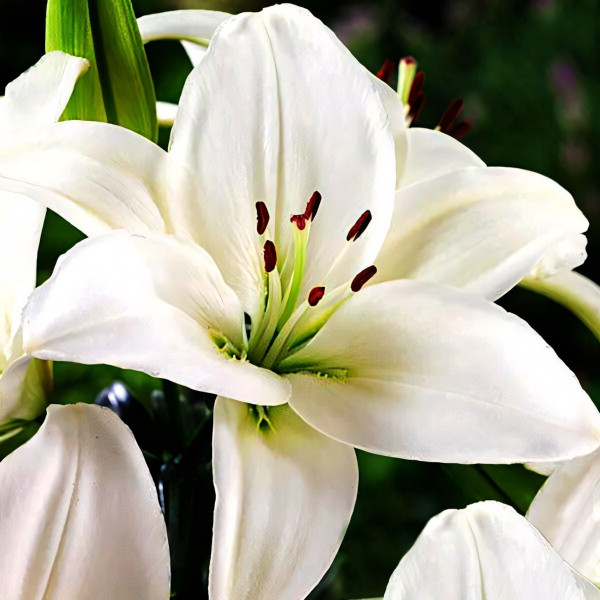 Луковицы  Лилия азиатская Yeti (Йети) (3шт.)