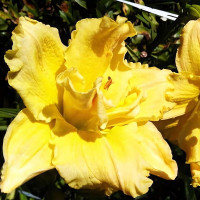 Саженцы Лилейник Dynamic Duo (Динамик Дуо)