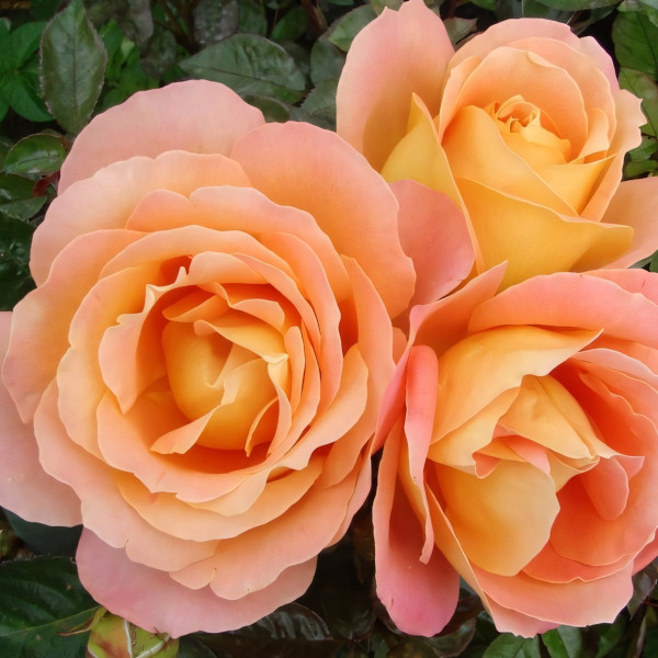 Саженцы Роза чайно-гибридная Алпине Сансет