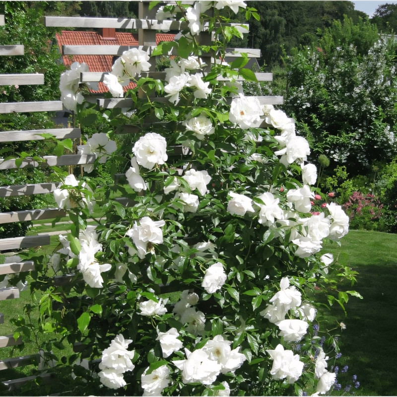 Саженцы Роза плетистая Ильзе Крон Супериор