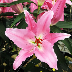  Лилия восточная Chelsea (Челси)