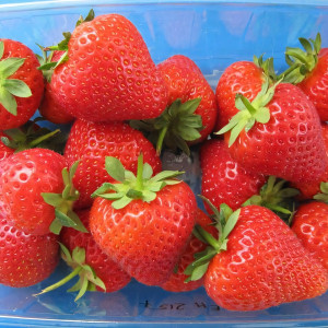 Клубника  Моллинг Аллюр  (упаковка 5 шт.)