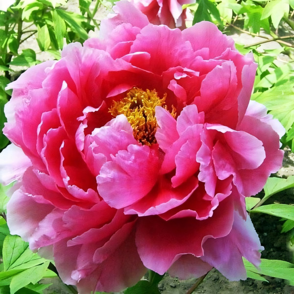 Саженцы Пион Восход