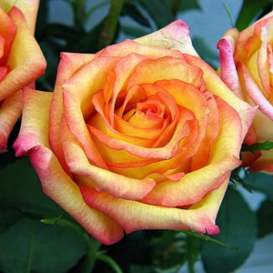 Саженцы Роза флорибунда Конфетти