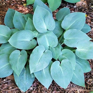 Саженцы Хоста Halcyon (Халцион) М