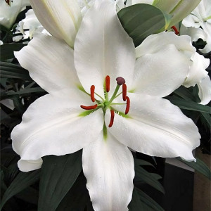  Лилия восточная White Romance (Уайт Романс)